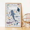 Poppik Discovery Sticker Poster - Sharks