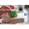 Scrollino Activity Set - Sprouts Arugula