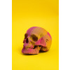 Cartonic 3D Sculpture Puzzle Skull