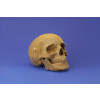 Cartonic 3D Sculpture Puzzle Skull