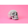 Cartonic 3D Sculpture Puzzle Skull