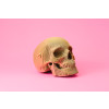 Cartonic 3D Sculpture Puzzle Skull