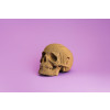 Cartonic 3D Sculpture Puzzle Skull